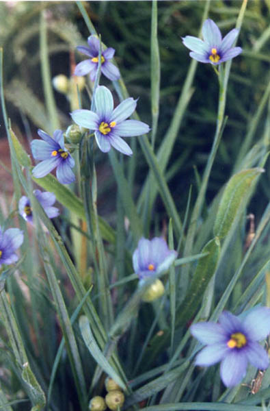 Sisyrinchium angustifolium en fleurs dans une prairie humide des États-Unis